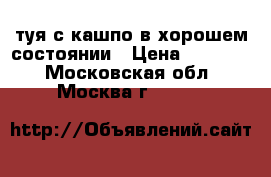 туя с кашпо в хорошем состоянии › Цена ­ 15 000 - Московская обл., Москва г.  »    